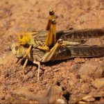 Locust Swarms Threaten Queensland Cattle Pastures