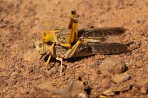Locust Swarms Threaten Queensland Cattle Pastures