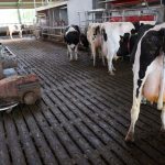 Methane Miracle Amazon-Backed Microbes Could Revolutionize Dairy Emissions