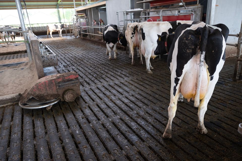 Methane Miracle Amazon-Backed Microbes Could Revolutionize Dairy Emissions