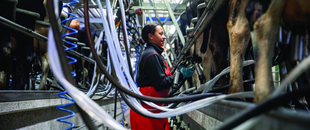 Milk Gold Boost Production & Quality This Season