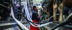 Milk Gold Boost Production & Quality This Season