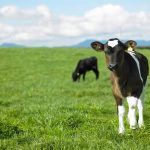 Milk Price Forecast Sparks Caution Amid Global Uncertainty