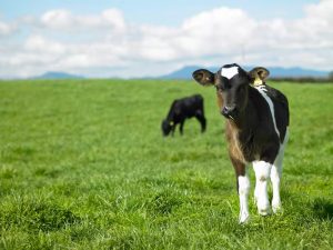 Milk Price Forecast Sparks Caution Amid Global Uncertainty