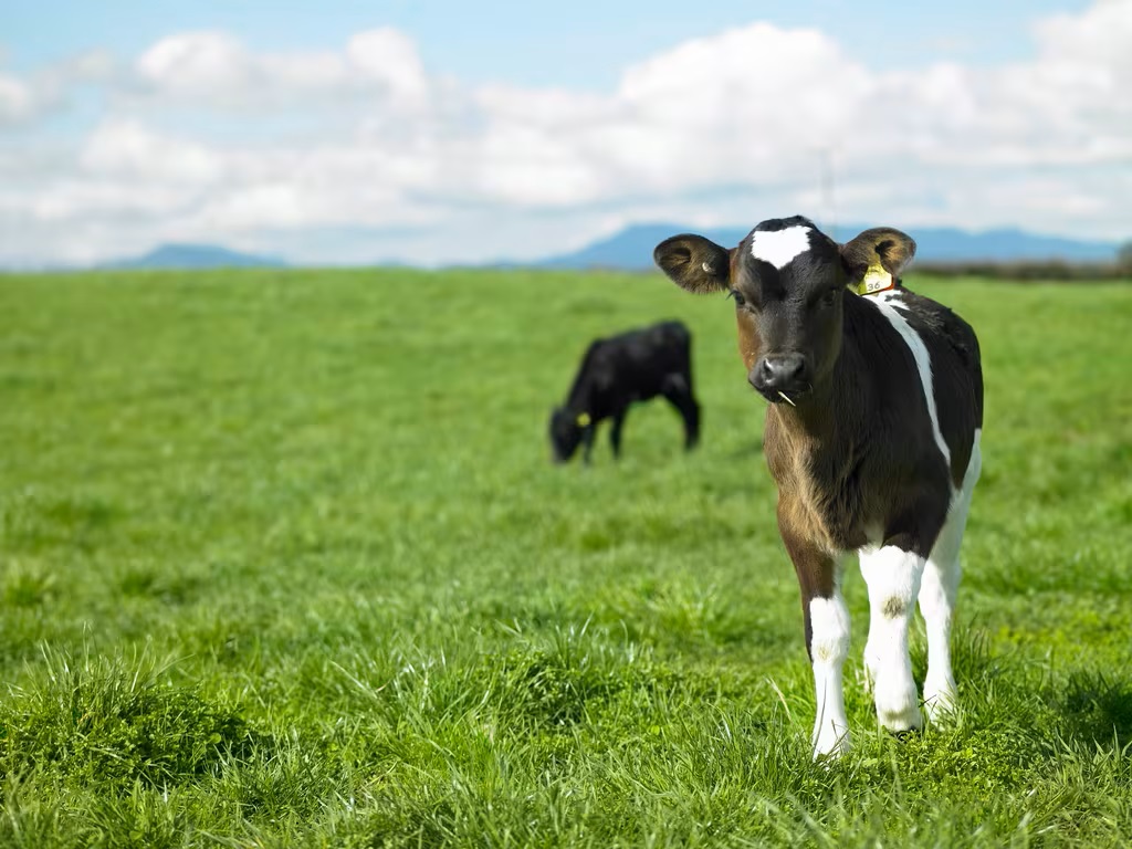 Milk Price Forecast Sparks Caution Amid Global Uncertainty
