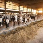 Milk Production Shifting From East To West