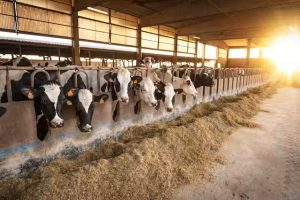 Milk Production Shifting From East To West
