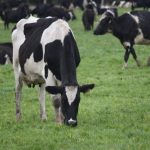 Milk prices disappoint suppliers