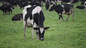 Milk prices disappoint suppliers