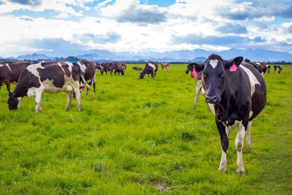 NZ Dairy Kicks Off Strong Global Markets Hold the Key to Future Wins
