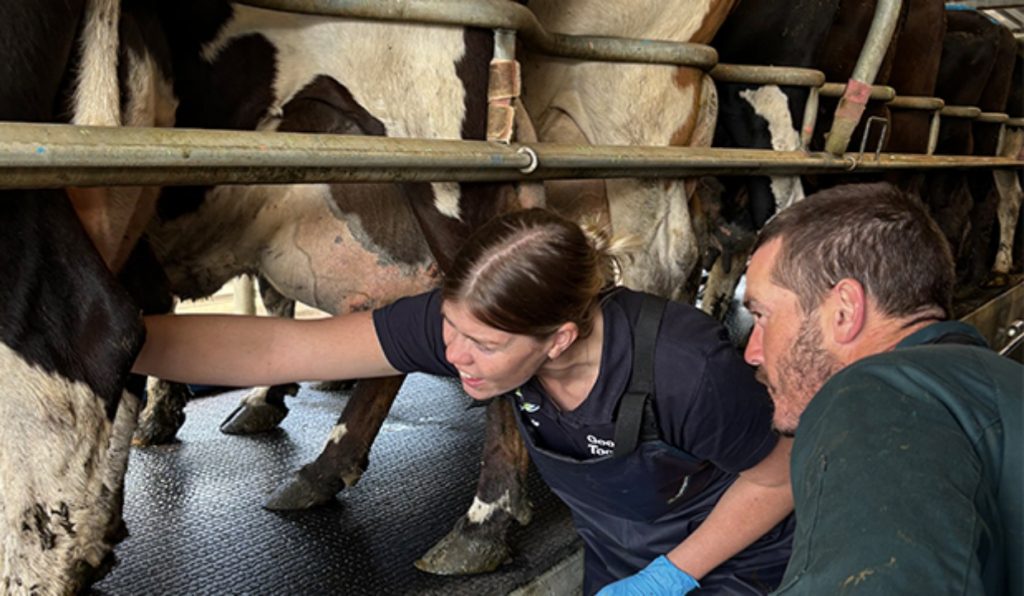 NZ Dairy's Golden Season How Quality & Proactivity Are Boosting Farmer Payouts
