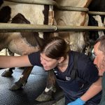 NZ Dairy's Golden Season How Quality & Proactivity Are Boosting Farmer Payouts