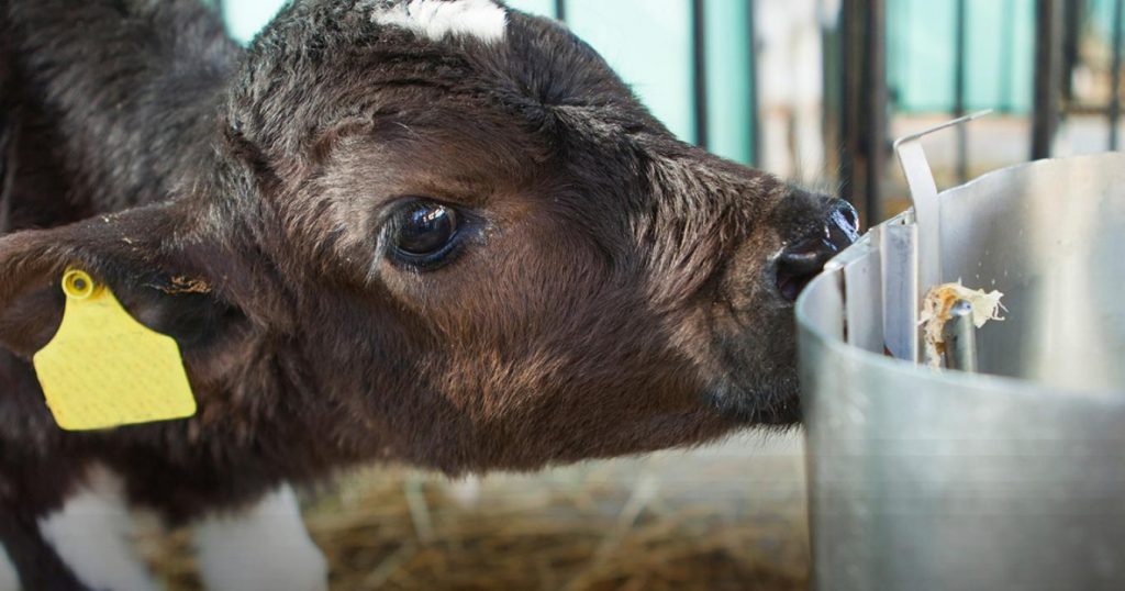 NZ Farmers Eye Dairy-Beef to Boost Profitability