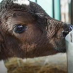 NZ Farmers Eye Dairy-Beef to Boost Profitability