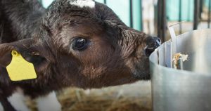 NZ Farmers Eye Dairy-Beef to Boost Profitability