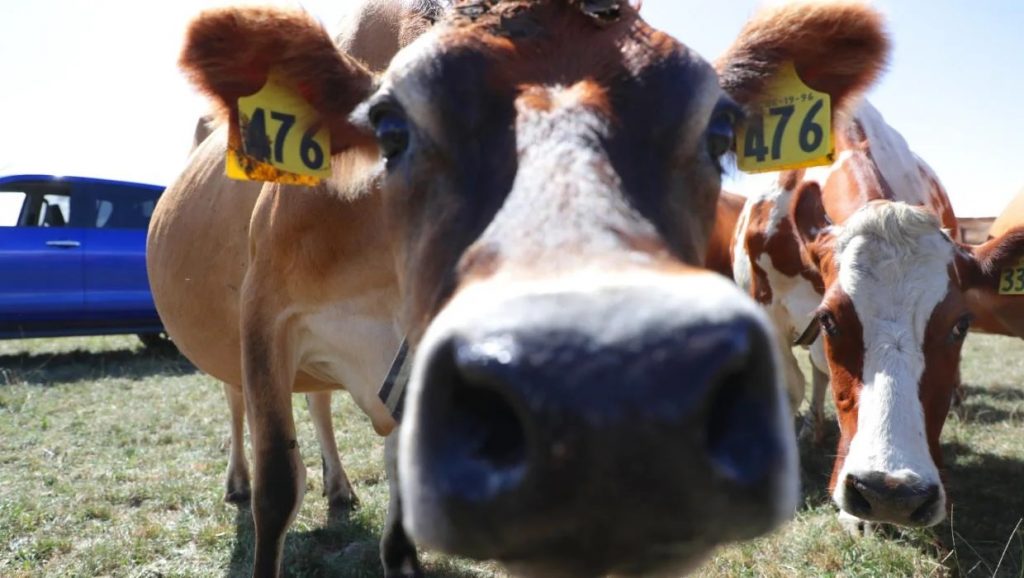 NZ told India unlikely to open up to our dairy, even if FTA comes to pass