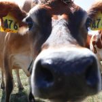 NZ told India unlikely to open up to our dairy, even if FTA comes to pass