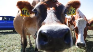 NZ told India unlikely to open up to our dairy, even if FTA comes to pass