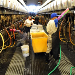 DAIRY