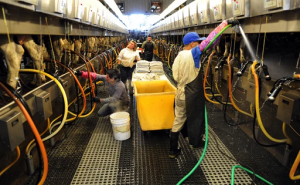 DAIRY