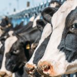 Quebec Dairy Farmers Stall Canada’s Free Trade