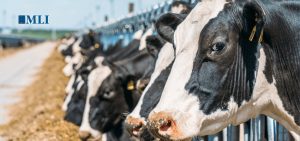 Quebec Dairy Farmers Stall Canada’s Free Trade