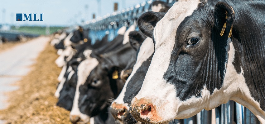 Quebec Dairy Farmers Stall Canada’s Free Trade