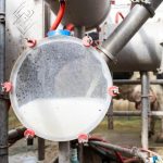 RaboBank urges caution on dairy outlook