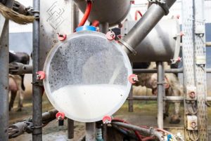 RaboBank urges caution on dairy outlook
