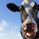 Record dry spring leaves farm animals struggling