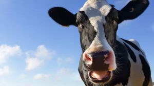 Record dry spring leaves farm animals struggling