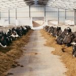 Reflecting on Wisconsin’s Dairy Industry This June
