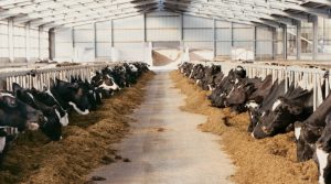Reflecting on Wisconsin’s Dairy Industry This June