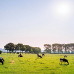 Dairy