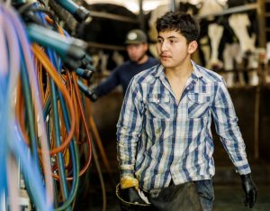 The Uncomfortable Truth Upstate NY Dairy's Immigrant Workforce