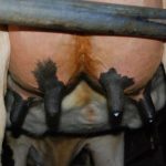 Transition Period Tactics for Peak Dairy Success