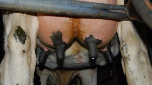 Transition Period Tactics for Peak Dairy Success