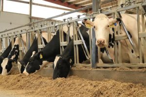U.S. Dairy Herd Hits 3-Year Peak as Supply Grows