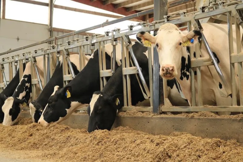 U.S. Dairy Herd Hits 3-Year Peak as Supply Grows