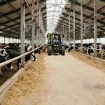 US Dairy's Workforce Crisis Farmers Demand Urgent Immigration Reform