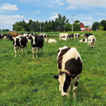 dairy