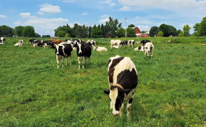 dairy