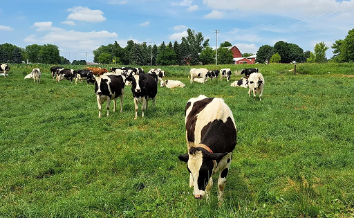 dairy