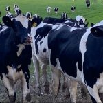 WA dairy farmers dismayed at 'stagnant' milk prices amid rising costs