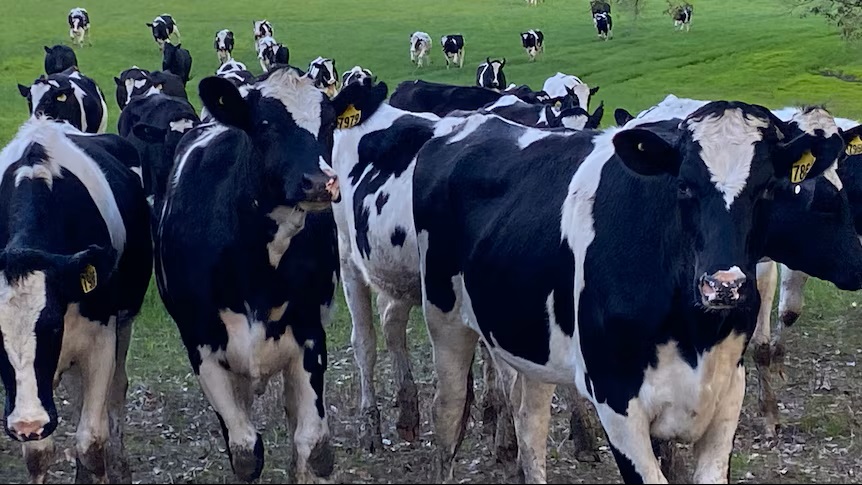 WA dairy farmers dismayed at 'stagnant' milk prices amid rising costs