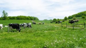 Washington County Milks the Bulk of Dairy Modernization Funds in the Capital Region