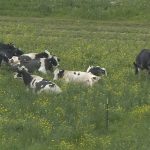 Wisconsin grade A dairy farms on the decline, with production showing an opposite trend