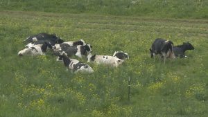 Wisconsin grade A dairy farms on the decline, with production showing an opposite trend