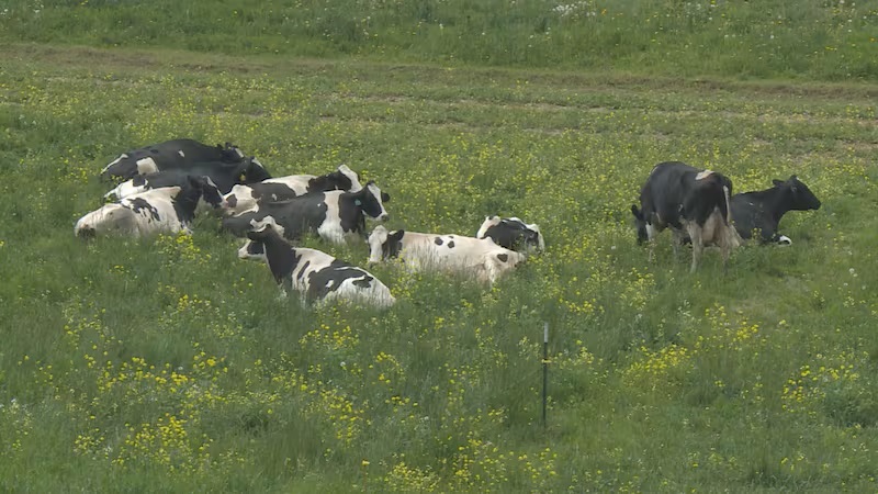 Wisconsin grade A dairy farms on the decline, with production showing an opposite trend