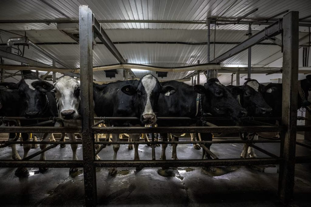 Agropur's Comeback From Crisis to Global Dairy Power